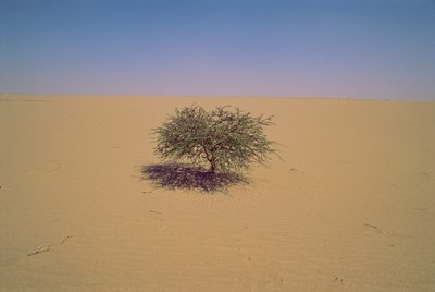 Geïsoleerde boom in een woestijn in Niger, Afrika. Misschien 