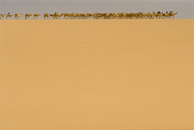 Zoutkaravaan op weg naar Agadez, Nigeria. OP WEG NAAR AGADEZ, NIGERIA, NIGER. door James L Stanfield