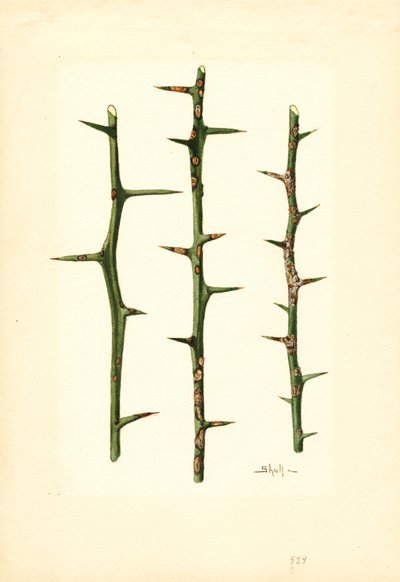Citrusanker op stengel van sinaasappelplant (Poncirus trifoliata) (aquarel) door James Marion Shull