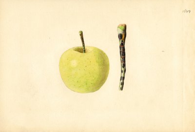 Golden Delicious appel ( Malus domestica) (aquarel) door James Marion Shull