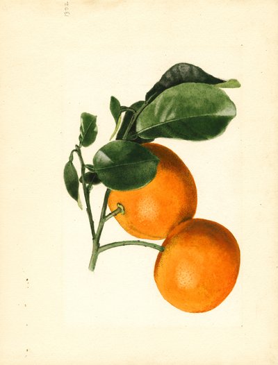 Oranges (Citrus aurantium: Sour x 2/3) (watercolor) door James Marion Shull