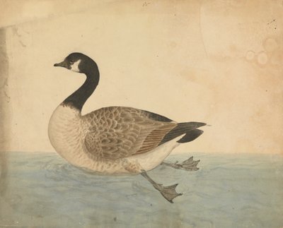 Een Gans door James Sowerby