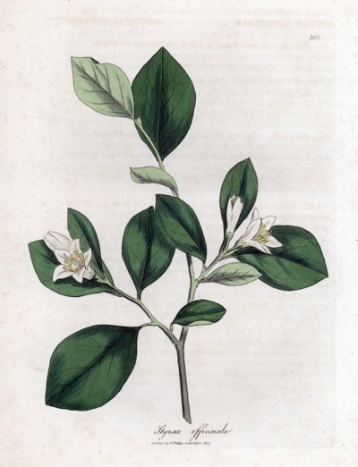 Aliboufier - Storax, Styrax officinalis. Handgekleurde kopergravure uit een botanische illustratie door James Sowerby uit William Woodville en Sir William Jackson Hooker