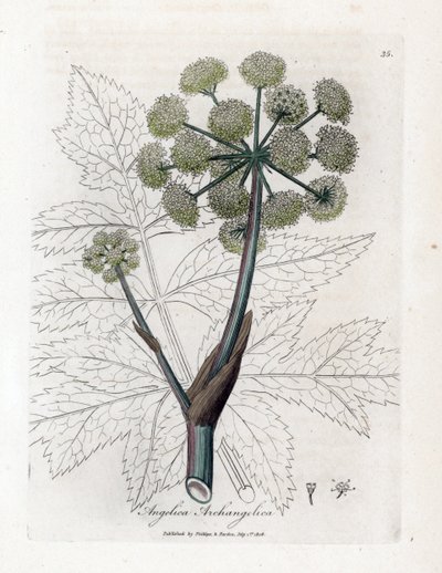 Tuinengelwortel, Angelica archangelica. Illustratie van James Sowerby uit William Woodville en Sir William Jackson Hooker