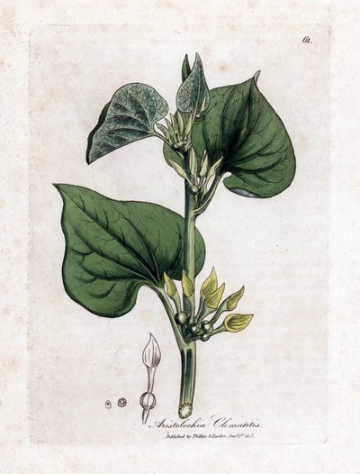 Aristoloche clematite - Klimmende pijpbloem, Aristolochia clematitis. Handgekleurde kopergravure uit een botanische illustratie door James Sowerby uit William Woodville en Sir William Jackson Hooker