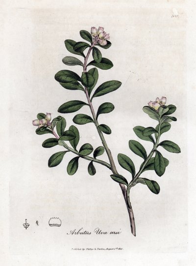 Berendruif, Arctostaphylos uva-ursi door James Sowerby