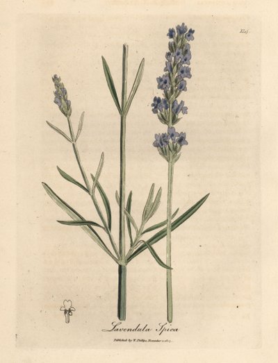 Blauwe bloeiende lavendel, Lavandula spica door James Sowerby