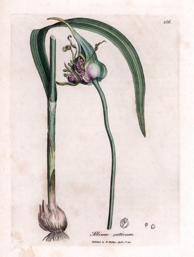 Botanische plaat: Knoflook kweken (Allium sativum) met bol, bladeren en paarse bloemen door James Sowerby