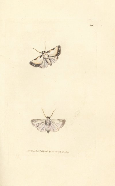 Brixton Beauty, Acontia nitidula (Phalaena catena). Handgekleurde kopergravure door James Sowerby uit The British Miscellany, of Coloured figures of new, rare, or little known animal subjects. door James Sowerby