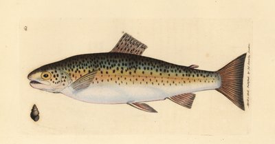Beekforel, Salmo trutta fario. Illustratie van James Sowerby uit 