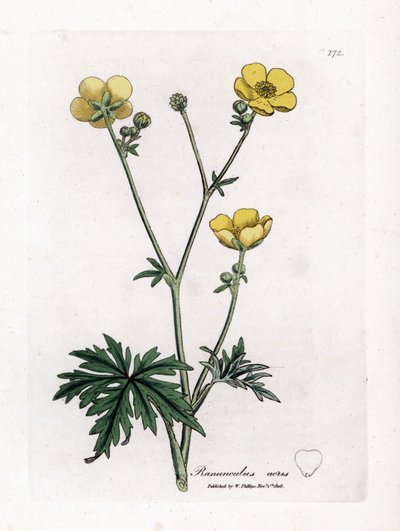 Boterbloem of Gouden knoop - Weideboterbloem, Ranunculus acris. Handgekleurde kopergravure uit een botanische illustratie door James Sowerby uit William Woodville en Sir William Jackson Hooker