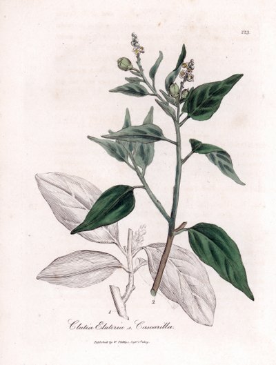 Cascarilla, Croton eluteria. Illustratie van James Sowerby uit William Woodville en Sir William Jackson Hooker
