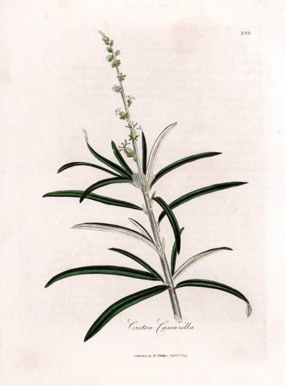Cascarille officinale of zacht hout of faux quinquina - Cascarilla, Croton eluteria. Handgekleurde kopergravure uit een botanische illustratie door James Sowerby uit William Woodville en Sir William Jackson Hooker
