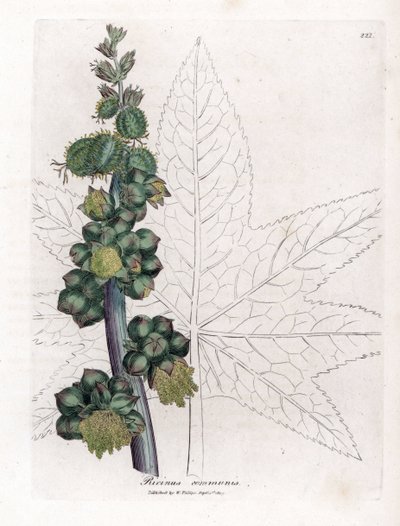 Wonderboom - Wonderboom, Ricinus communis. Handgekleurde kopergravure uit een botanische illustratie door James Sowerby uit William Woodville en Sir William Jackson Hooker