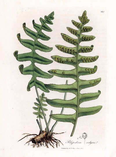 Gewone eikvaren of houtzoethout (varen) - Gewone eikvaren, Polypodium vulgare. Handgekleurde kopergravure uit een botanische illustratie door James Sowerby uit William Woodville en Sir William Jackson Hooker