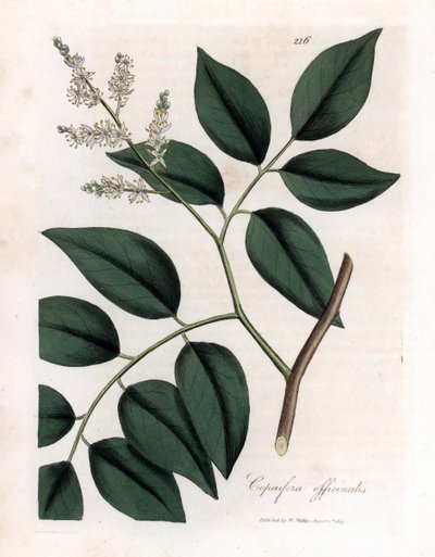 Copaier - Balsem van Copaiva, Copaifera officinalis door James Sowerby