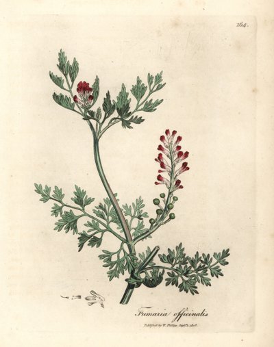 Karmozijnrode bloeiende duivenkervel, Fumaria officinalis door James Sowerby