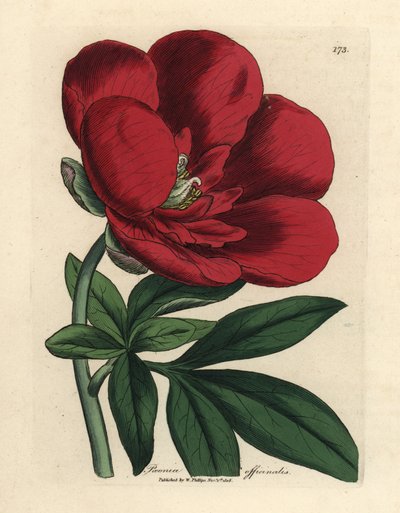 Karmozijnrode pioen, Paeonia officinalis door James Sowerby