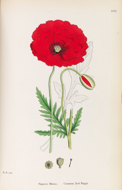 Engelse Botanica, 1790-1800 door James Sowerby