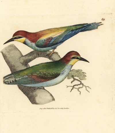Europese bijeneter, Merops apiaster. Mannetje en vrouwtje door James Sowerby