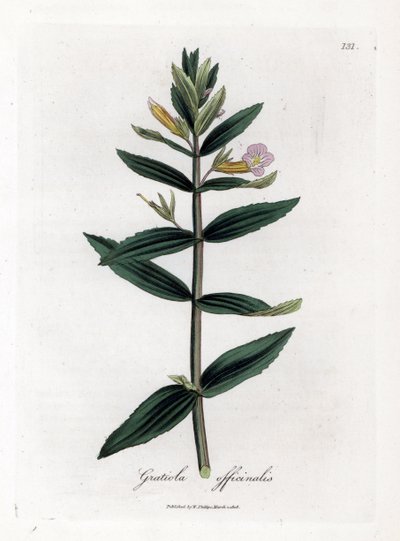 Gratiole officinale - Heggenhysop, Gratiola officinalis. Handgekleurde kopergravure uit een botanische illustratie van James Sowerby uit William Woodville en Sir William Jackson Hooker