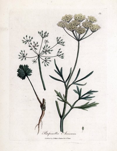 Groene anijs (Pimpinella anisum) door James Sowerby
