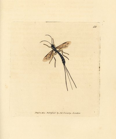 Sluipwesp, Rhyssa persuasoria door James Sowerby