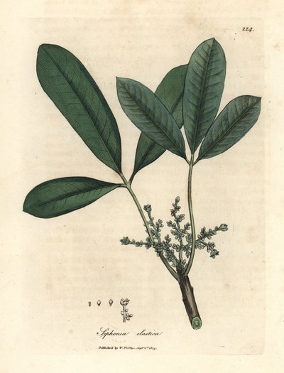 Rubberboom, elastische harsboom, Siphonia elastica door James Sowerby