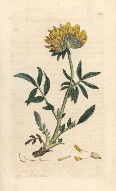 Wondklaver, Anthyllis vulneraria door James Sowerby
