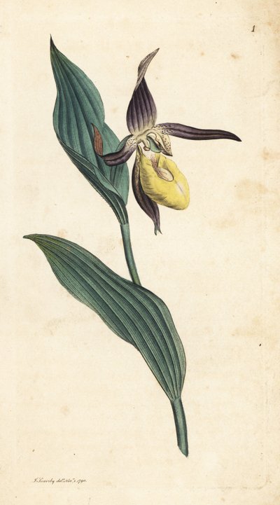 Vrouwenschoenorchidee, Cypripedium calceolus (handgekleurde kopergravure naar een illustratie door James Sowerby uit 