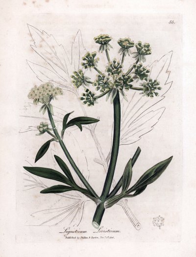Lavas (Ligusticum levisticum) of bergselderij door James Sowerby