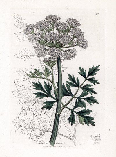 Waterscheerling - Waterscheerling, Oenanthe crocata. Handgekleurde kopergravure uit een botanische illustratie door James Sowerby uit William Woodville en Sir William Jackson Hooker