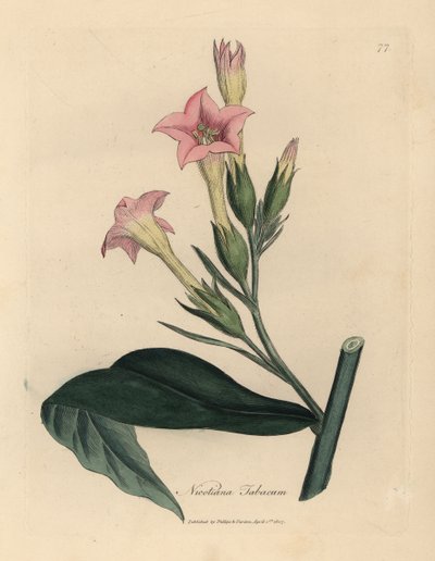 Roze bloeiende tabaksplant, Nicotiana tabacum door James Sowerby