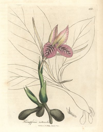Roze bloeiende zedoary, Kaempferia rotunda door James Sowerby