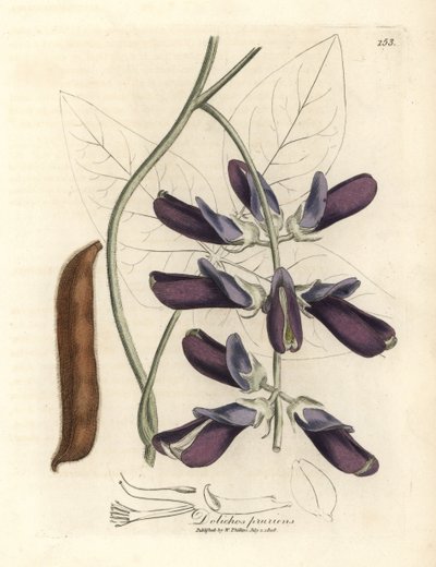 Paarse bloeiende cowhage dolichos, Dolichos pruriens door James Sowerby