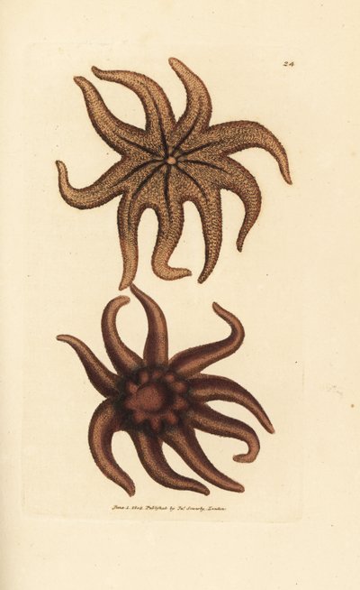 Paarse zonster, Solaster endeca door James Sowerby