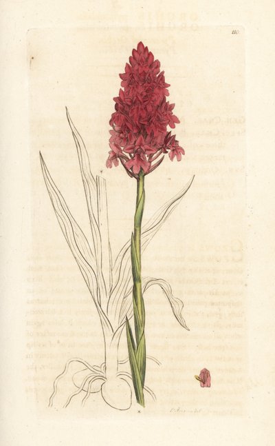 Piramideorchis, Anacamptis pyramidalis door James Sowerby