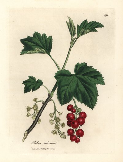 Rode besboom, Ribes rubrum door James Sowerby