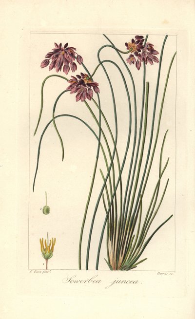 Rietlelie, Sowerbaea juncea, inheems in Australië. Genoemd naar de botanische kunstenaar James Sowerby door James Sowerby