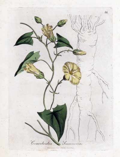 Scammony winde, Convolvulus scammonia. Illustratie van James Sowerby uit William Woodville en Sir William Jackson Hooker
