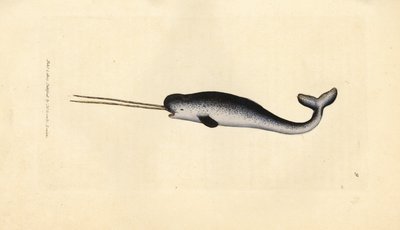 Zee-eenhoorn of narwal, Monodon monoceros door James Sowerby