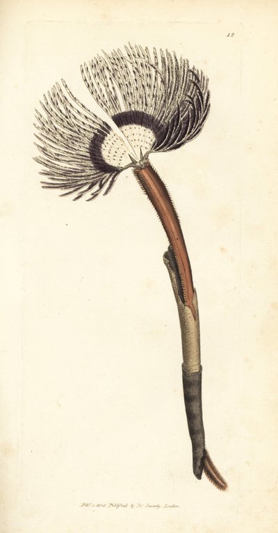 Zeeworm, Amphitrite ventilabrum door James Sowerby