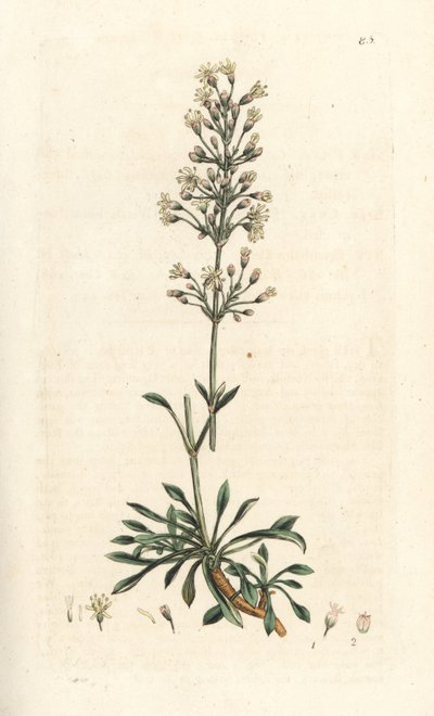 Spaanse koekoeksbloem, Silene otites. Handgekleurde kopergravure naar een illustratie door James Sowerby uit James Smith