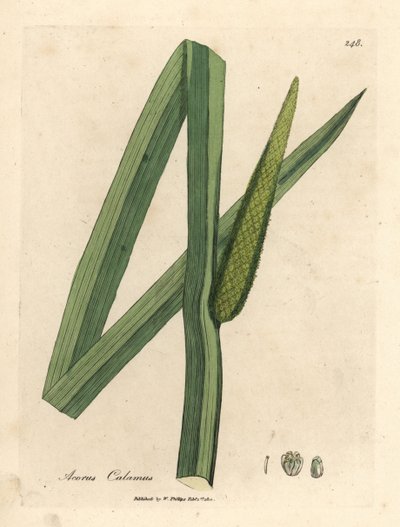 Kalmoes, Acorus calamus door James Sowerby