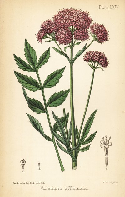 Valeriaan, Valeriana officinalis door James Sowerby