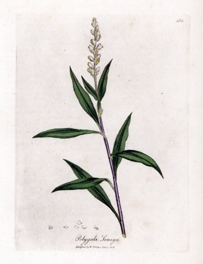Virginia polygale of melkgras - Senega, Polygala senega. Handgekleurde kopergravure uit een botanische illustratie door James Sowerby uit William Woodville en Sir William Jackson Hooker