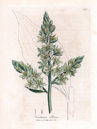 Witte nieswortel, Veratrum album. Illustratie van James Sowerby uit William Woodville en Sir William Jackson Hooker
