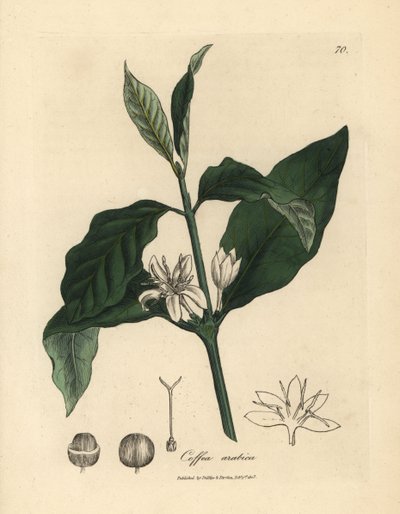 Witte bloem, bladeren en boon van de koffieplant, Coffea arabica door James Sowerby