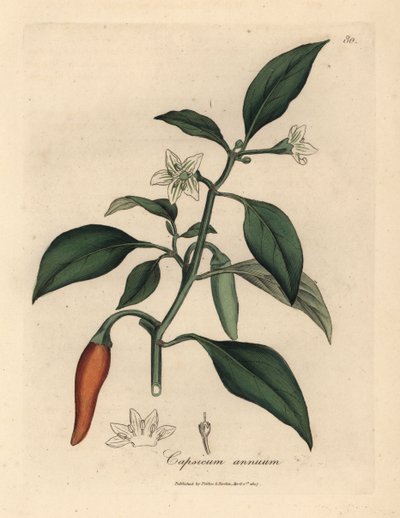 Witbloemige, scharlakenrode guineapeper, Capsicum annuum door James Sowerby