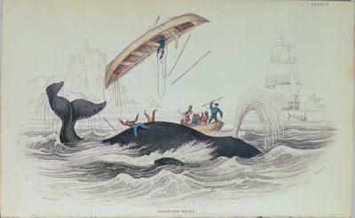 Groenlandse Walvis, boekillustratie gegraveerd door William Home Lizars (1788-1859) door James Stewart